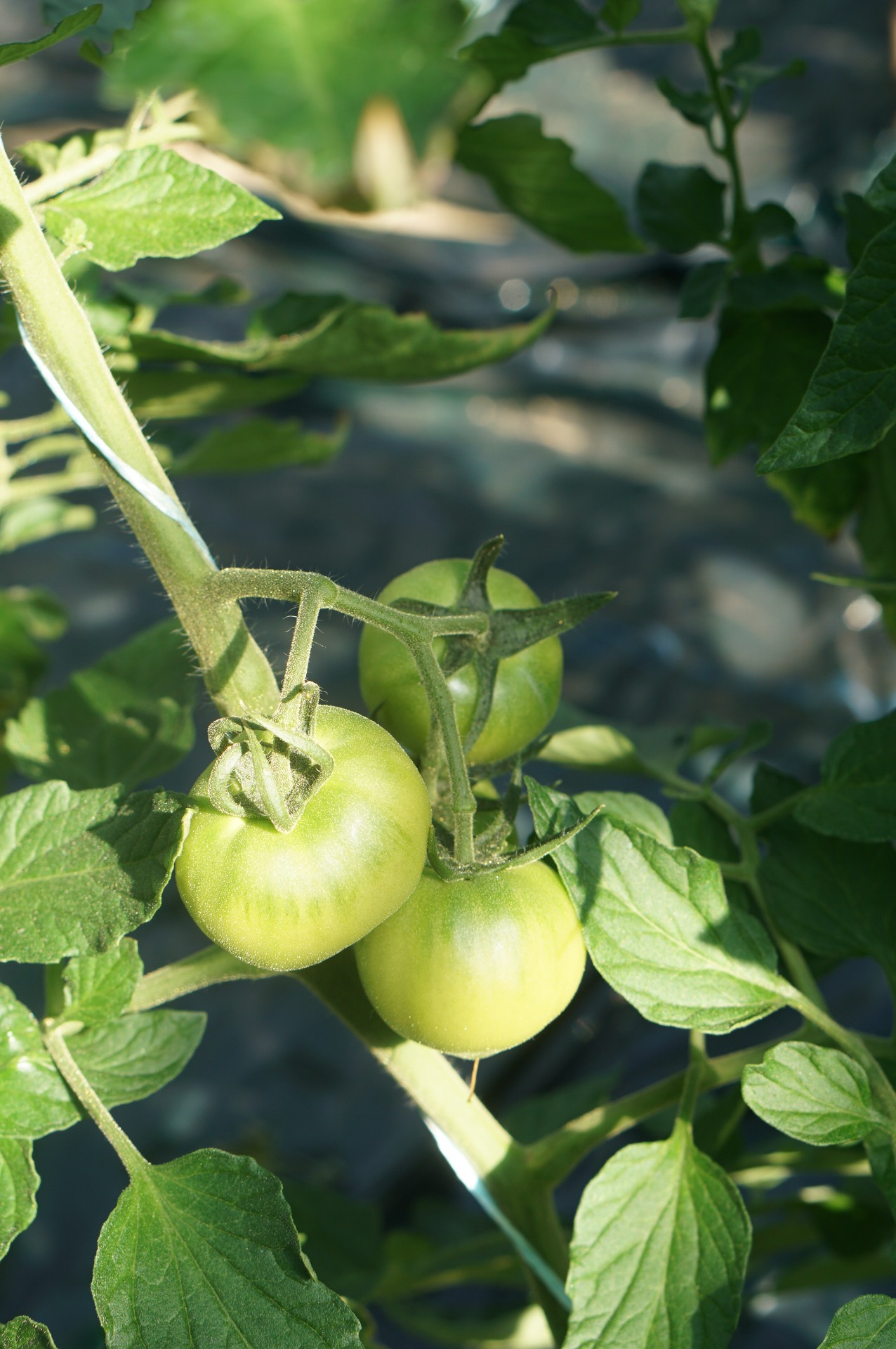 直売情報 / ニュース :: トマト園芸本店